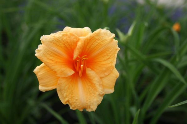 Hemerocallis Endlesslily TM Orange
