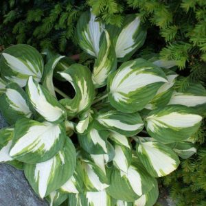 Hosta Enterprise