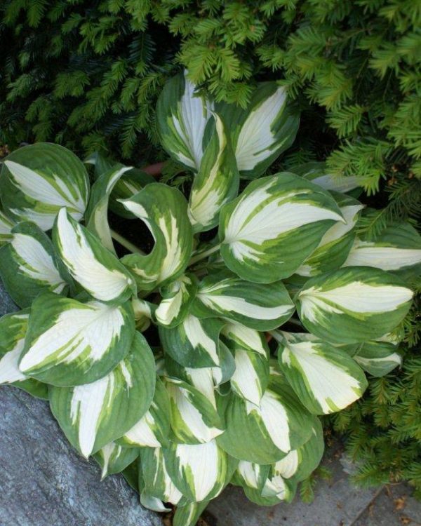 Hosta Enterprise