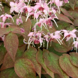 Epimedium Pretty in Pink