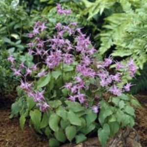 Epimedium grandiflorum Lilafee