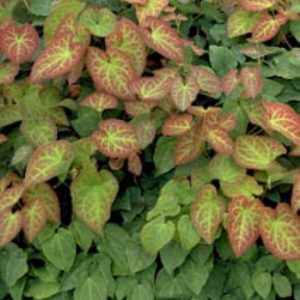 Epimedium perralchium Frohnleiten1