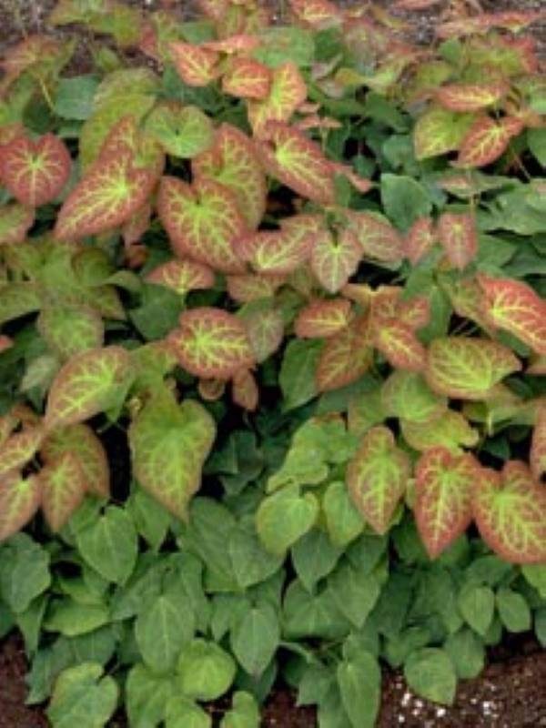 Epimedium perralchium Frohnleiten1