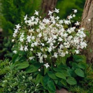 Epimedium youngianum Niveum