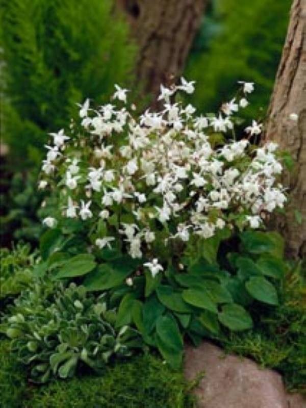 Epimedium youngianum Niveum
