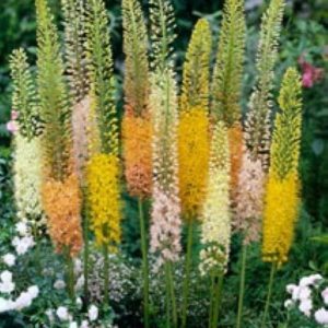 Eremurus Ruiter Hybrids