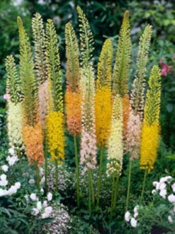 Eremurus Ruiter Hybrids