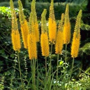 Eremurus Bungei