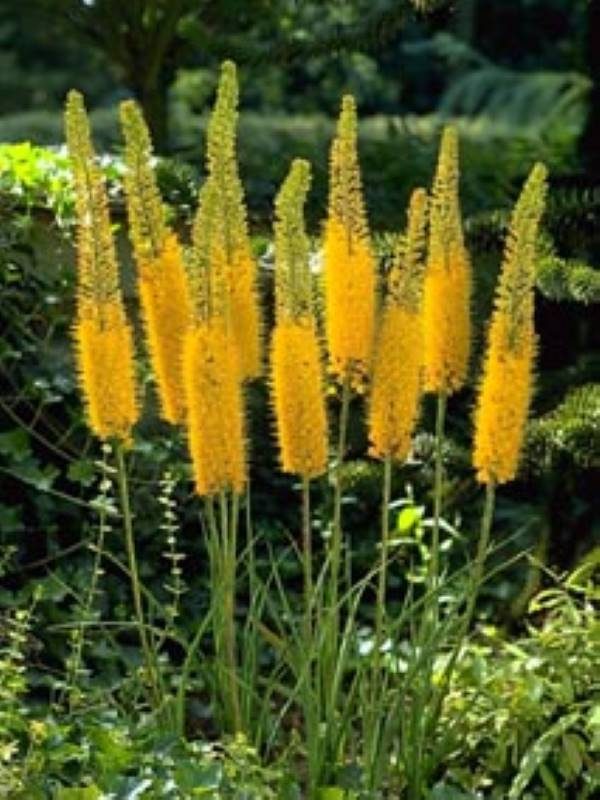 Eremurus Bungei