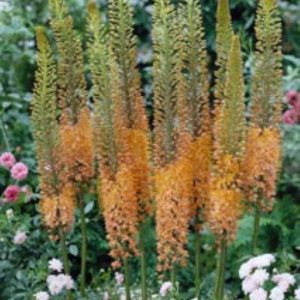 Eremurus Cleopatra