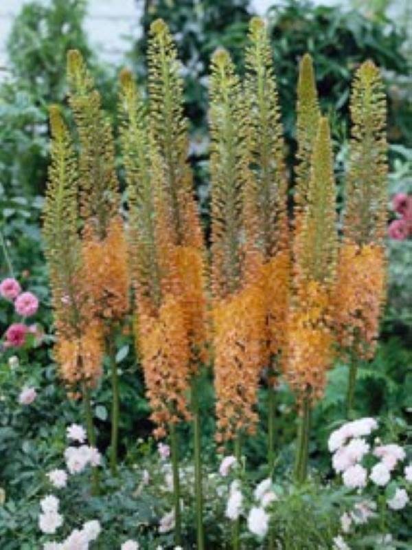 Eremurus Cleopatra