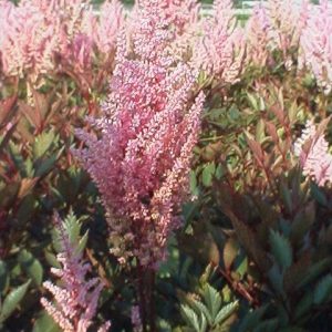 Astilbe Erika