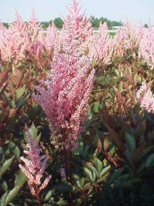 Astilbe Erika