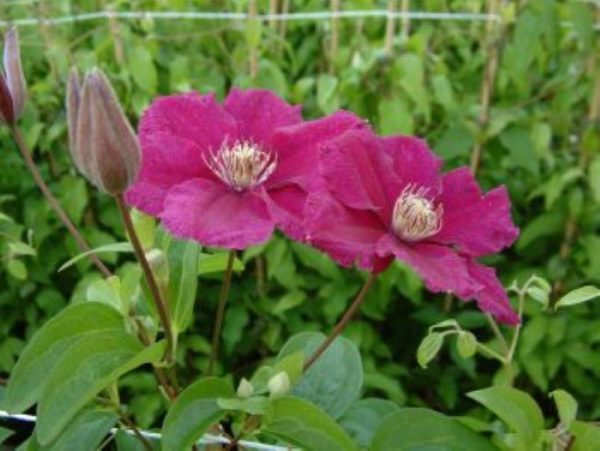 Clematis Ernest Markham
