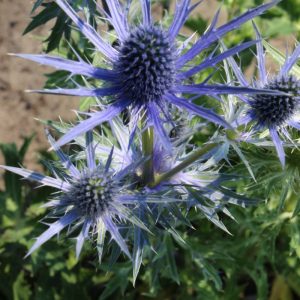 Eryngium alpinum Big Blue®