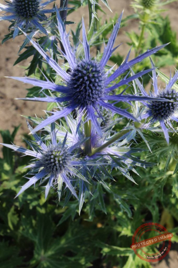 Eryngium alpinum Big Blue® Verschoor Horticulture