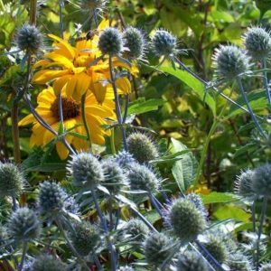 Eryngium planum