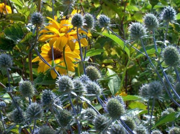 Eryngium planum