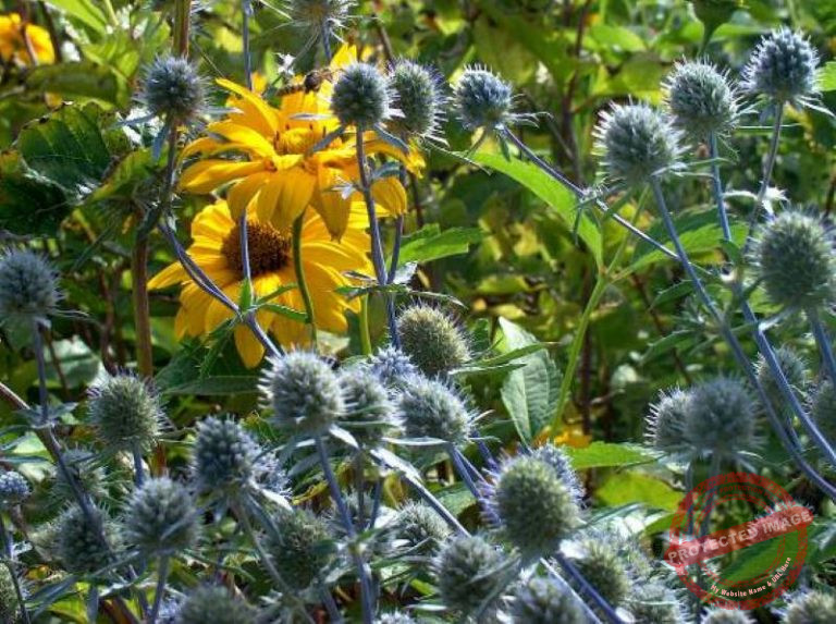 Eryngium planum Verschoor Horticulture