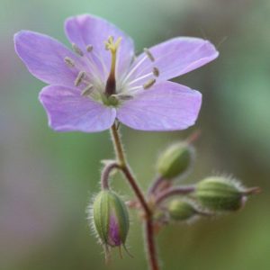 Geranium maculatum Espresso