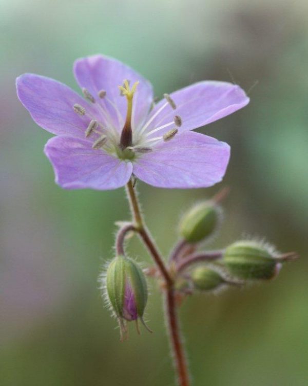 Geranium maculatum Espresso
