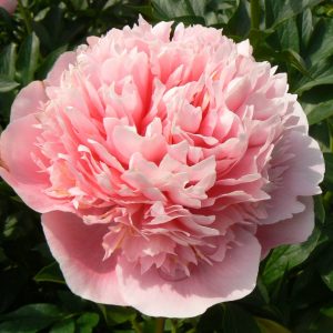 Paeonia  Etched Salmon