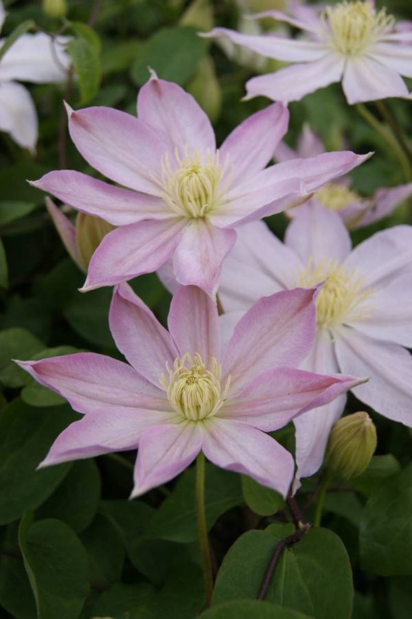 Clematis Etoile Nacré