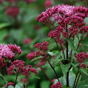Eupatorium dubium Baby Joe®