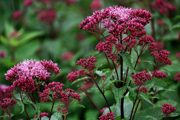 Eupatorium dubium Baby Joe®
