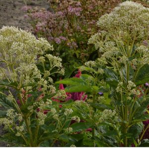 Eupatorium Bartered Bride