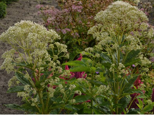 Eupatorium Bartered Bride