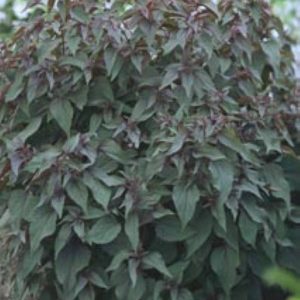 Eupatorium rugosum Chocolate