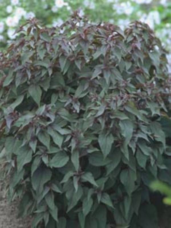 Eupatorium rugosum Chocolate