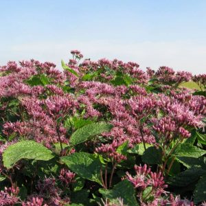 Eupatorium maculatum Red Dwarf®