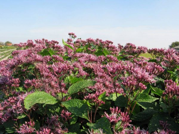 Eupatorium maculatum Red Dwarf®