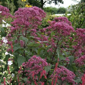 Eupatorium mac. Riesenschirm