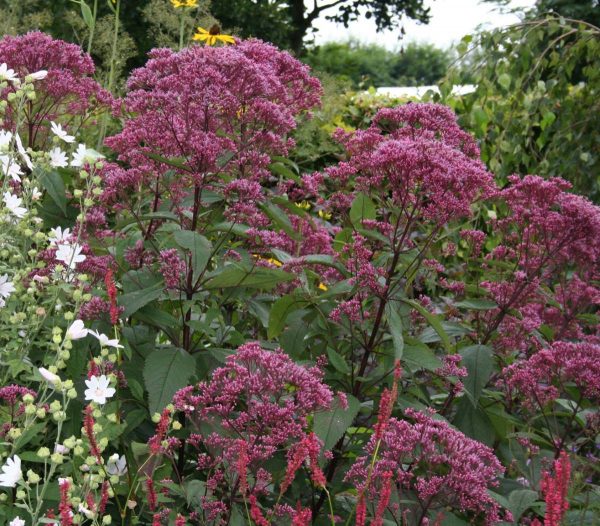 Eupatorium mac. Riesenschirm