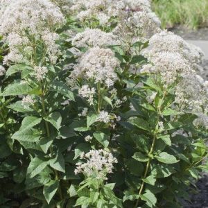 Eupatorium hybr. Snowball®