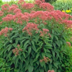 Eupatorium mac. Atropurpureum