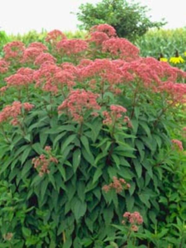 Eupatorium mac. Atropurpureum