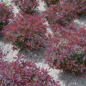 Euphorbia polychroma Bonfire®