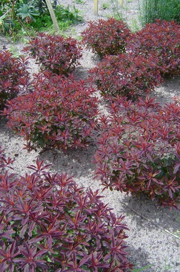 Euphorbia polychroma Bonfire®