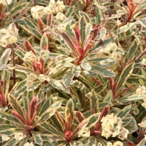 Euphorbia Frosted Flame®