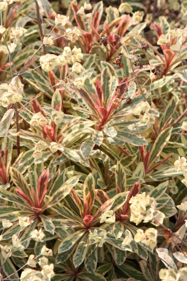 Euphorbia Frosted Flame®