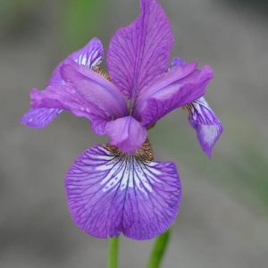 Iris sibirica Ewen