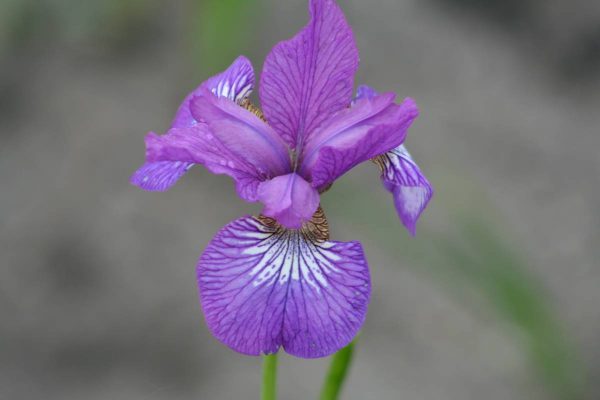 Iris sibirica Ewen
