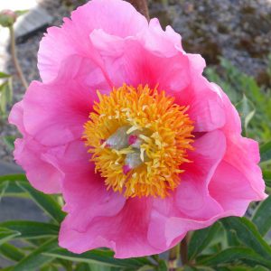 Paeonia  Firelight
