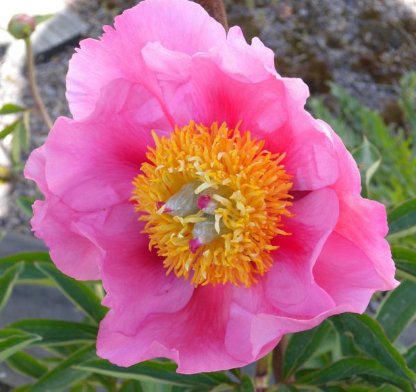 Paeonia  Firelight