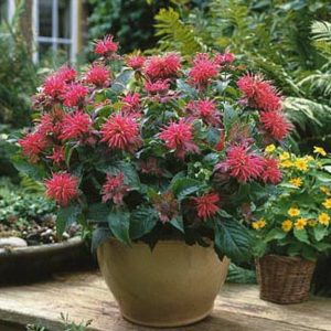 Monarda Pink Suprême®