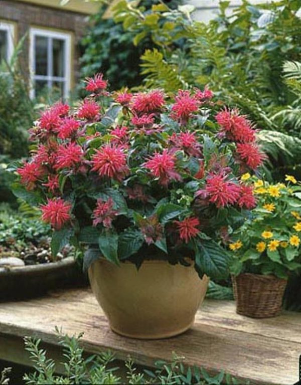 Monarda Pink Suprême®